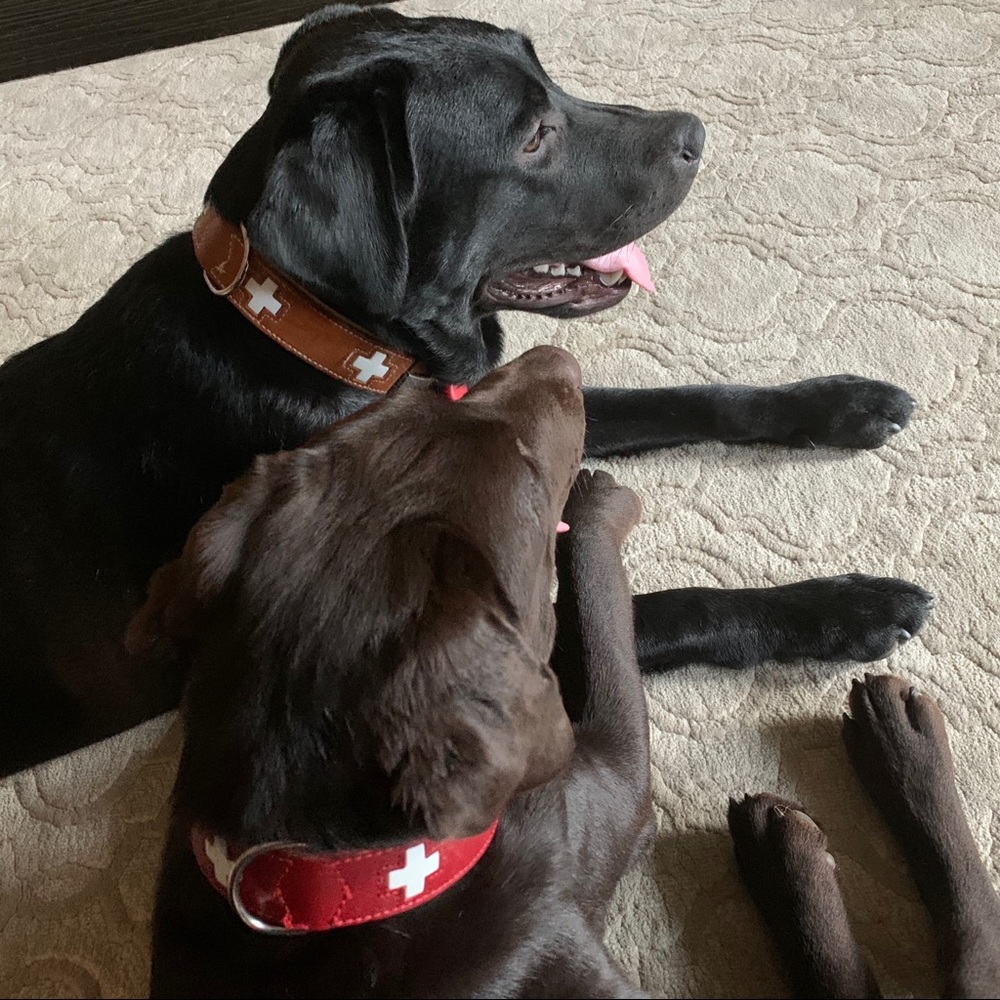 Meet Kona & Romeo! 💗